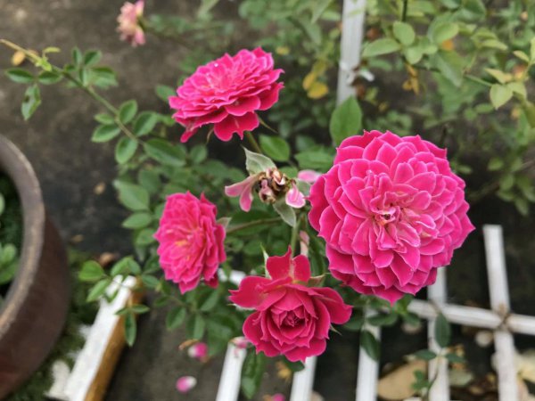 牡丹花的生长过程图解