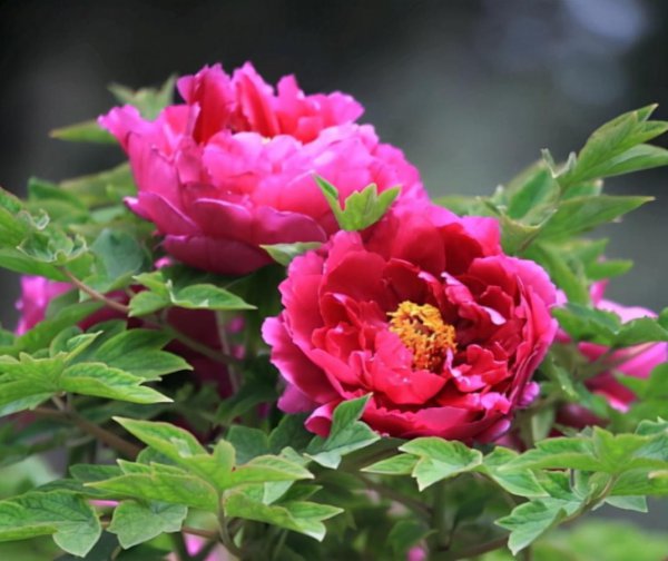 广东牡丹花怎么种植方法