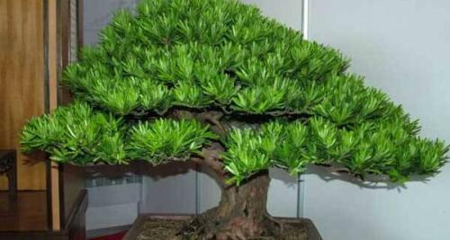 菊花罗汉松盆景怎么养护