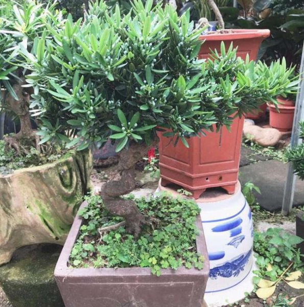 菊花罗汉松盆景怎么养护