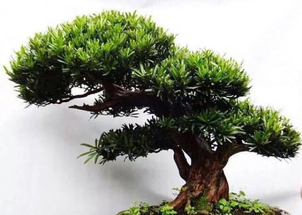 菊花罗汉松盆景怎么养护