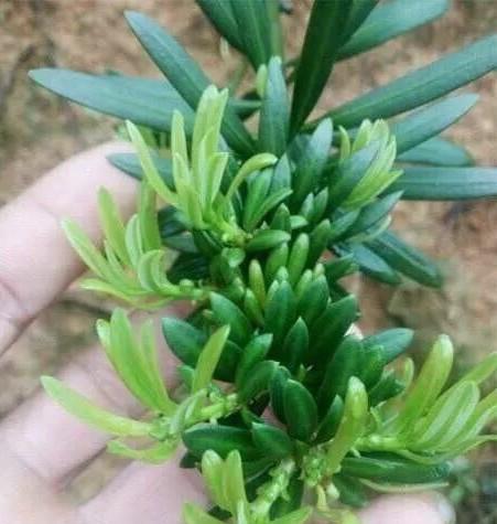 菊花罗汉松盆景怎么养护