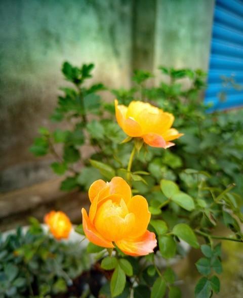 月季花的花期一年几次开花