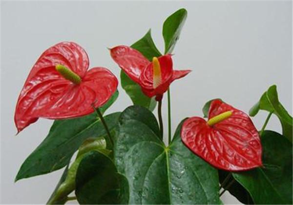 水养火鹤花的养殖方法和技术