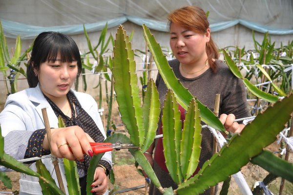 火龙果如何修剪枝条