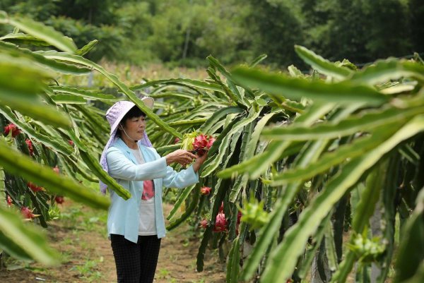 火龙果如何修剪枝条