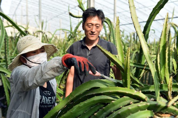 火龙果如何修剪枝条