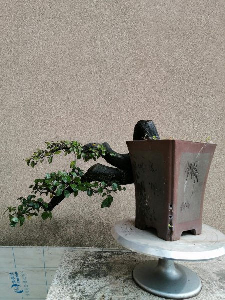 金弹子灌木和乔木的区别
