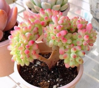 养殖多肉新手注意事项有哪些 新手养多肉的方法和技巧