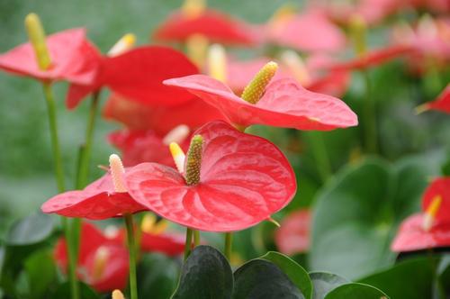 花烛怎么养才能更旺盛