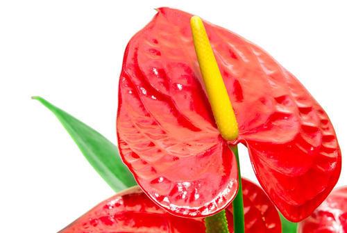 花烛怎么养才能更旺盛