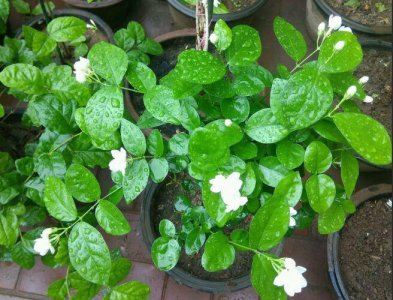 茉莉花怎么修剪开花多 详解茉莉花修剪技巧