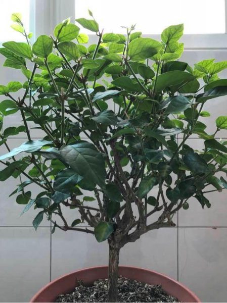茉莉花怎么修剪开花多