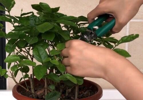 茉莉花怎么修剪开花多