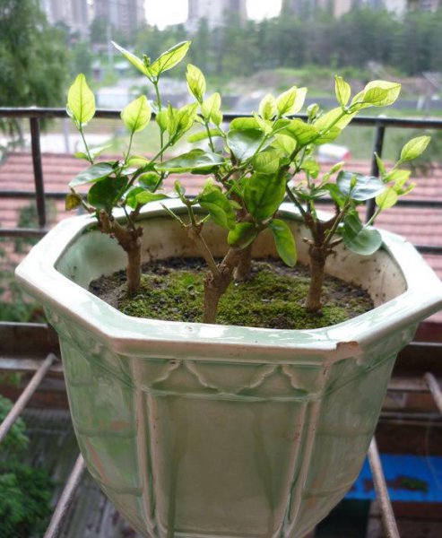茉莉花怎么修剪开花多