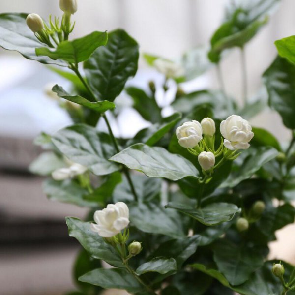 茉莉花怎么修剪开花多