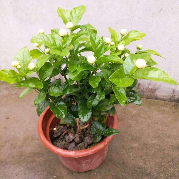 茉莉花怎么修剪开花多