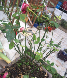 月季花怎么养才不会枯萎 有关月季花养护小妙招