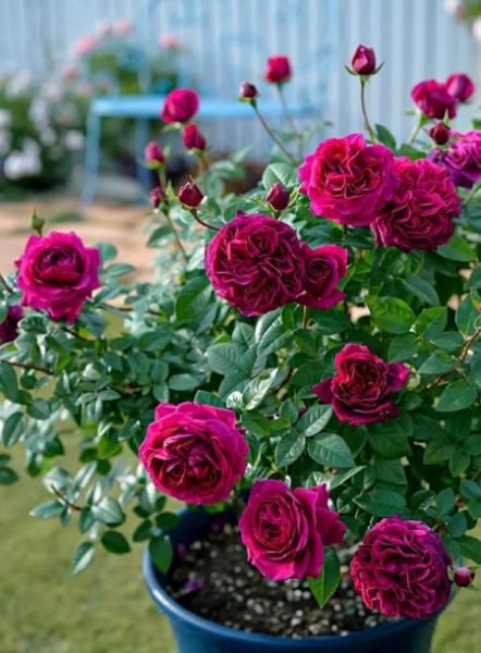月季花怎么养才不会枯萎