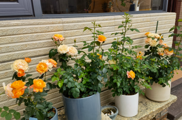 月季花怎么养才不会枯萎
