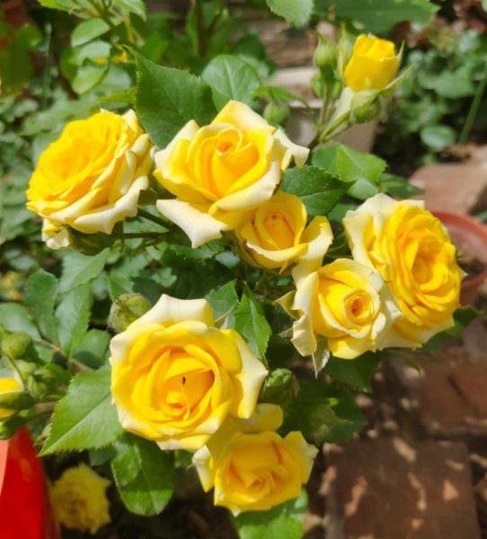 月季花怎么养才不会枯萎