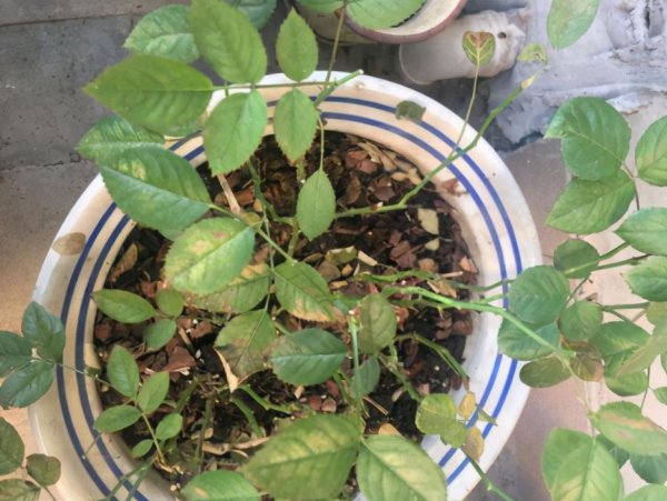 月季花怎么养才不会枯萎