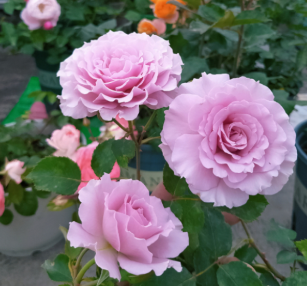 月季花怎么养才不会枯萎