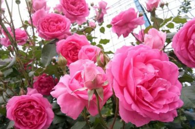 月季花的扦插繁殖方法 3分钟学会扦插月季花