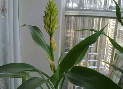 富贵竹开花是怎么回事 分享竹子开花的寓意