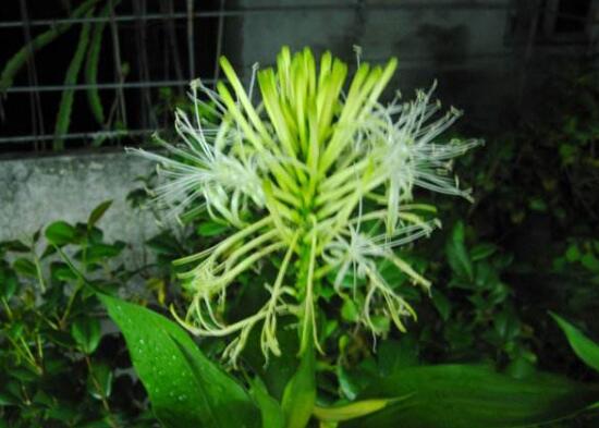 富贵竹开花是怎么回事
