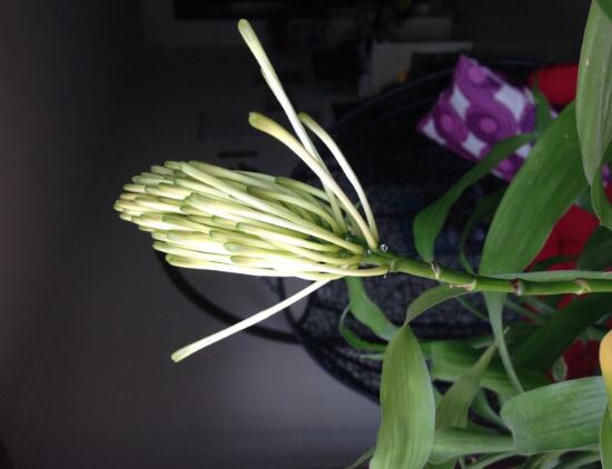 富贵竹开花是怎么回事