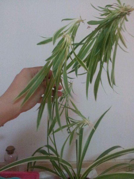 金边吊兰扦插繁殖方法