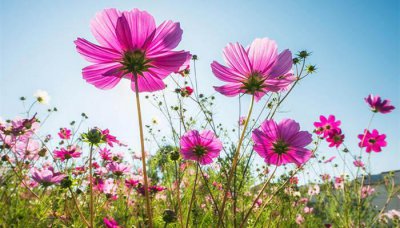 扫帚梅和格?；ǖ那?格桑花的开花时间