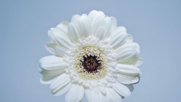 拉丝非洲菊的花语和寓意