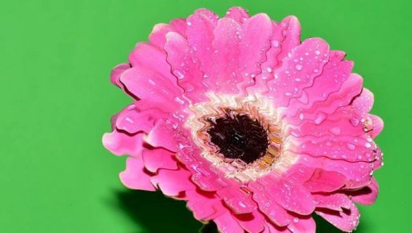 拉丝非洲菊的花语和寓意