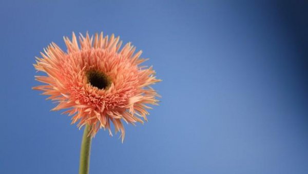拉丝非洲菊的花语和寓意