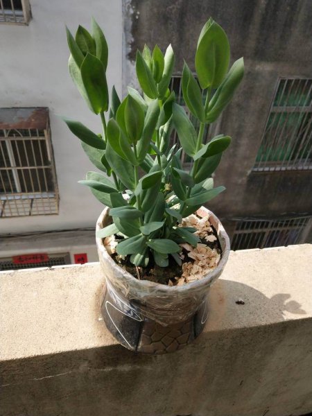 洋桔梗为什么那么臭