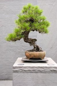 植物花卉盆栽品种大全 适合室内盆栽的花卉