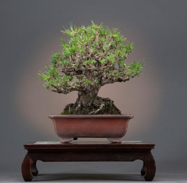 植物花卉盆栽品种大全