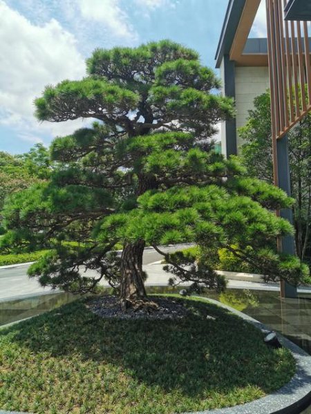 植物花卉盆栽品种大全