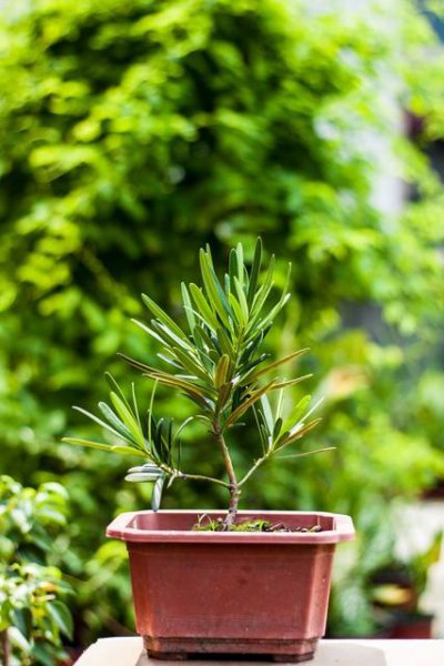 植物花卉盆栽品种大全