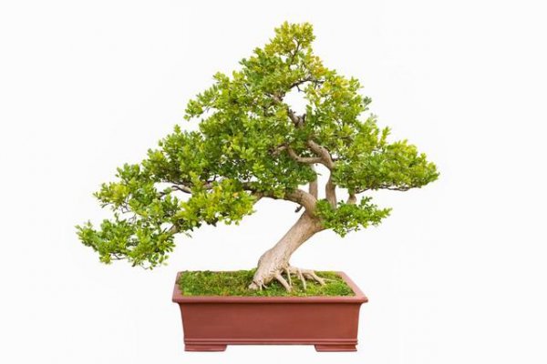植物花卉盆栽品种大全