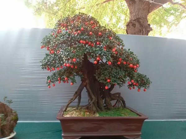 植物花卉盆栽品种大全