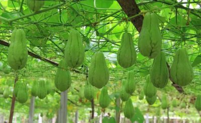 佛手瓜种植技术与管理 种植时间及技术要点