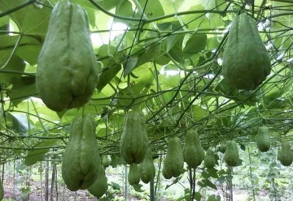 佛手瓜种植技术与管理