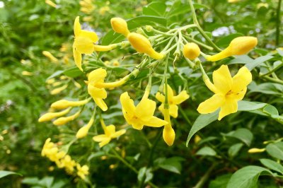 探春花的养殖方法和管理 教你轻松掌握开花秘诀