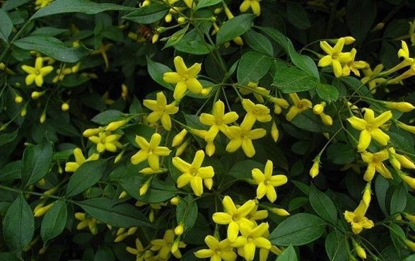 探春花的养殖方法和管理