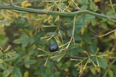 探春花的养殖方法和管理
