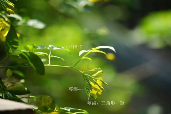 探春花的养殖方法和管理