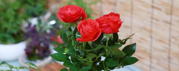 玫瑰花种植季节是几月